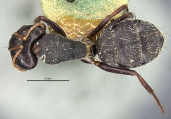 Media type: image;   Entomology 22841 Aspect: habitus dorsal view